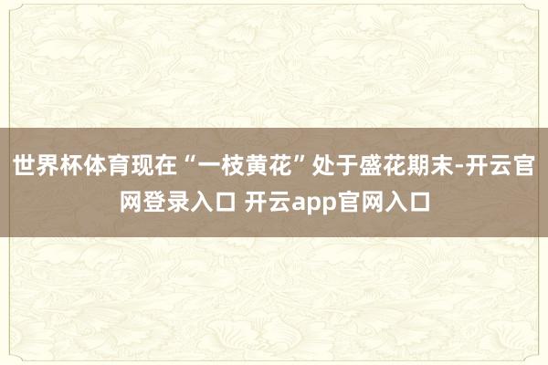 世界杯体育现在“一枝黄花”处于盛花期末-开云官网登录入口 开云app官网入口